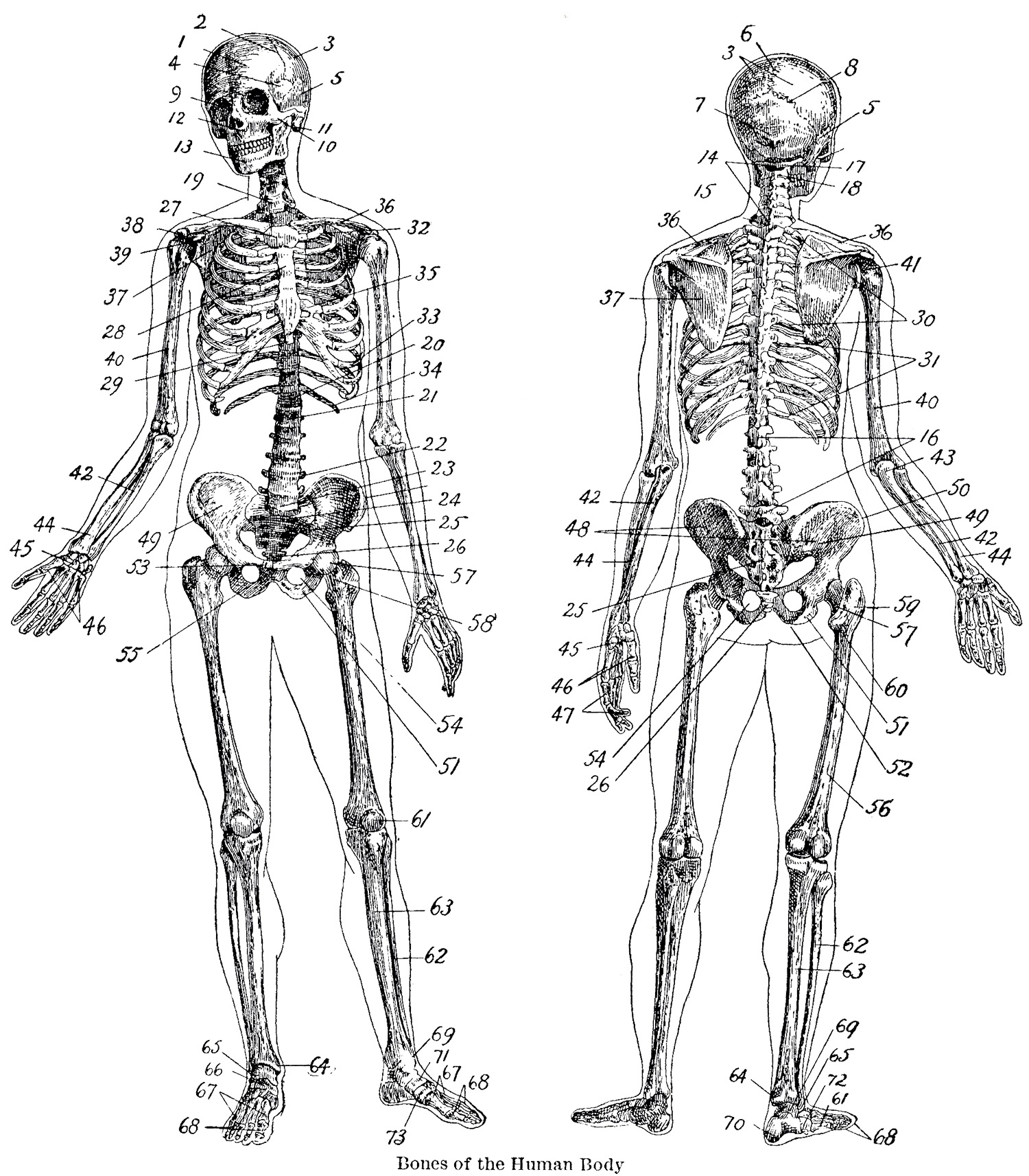 Free Printable Human Anatomy Diagrams - Free Printable Worksheet