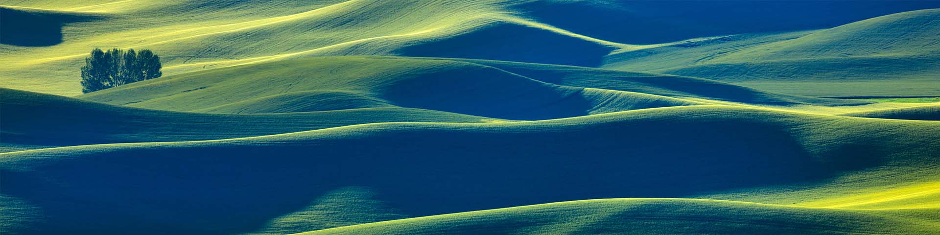 Hochwinkelansicht von grünen Feldern, Steptoe Butte, Palouse, Washington State, USA.