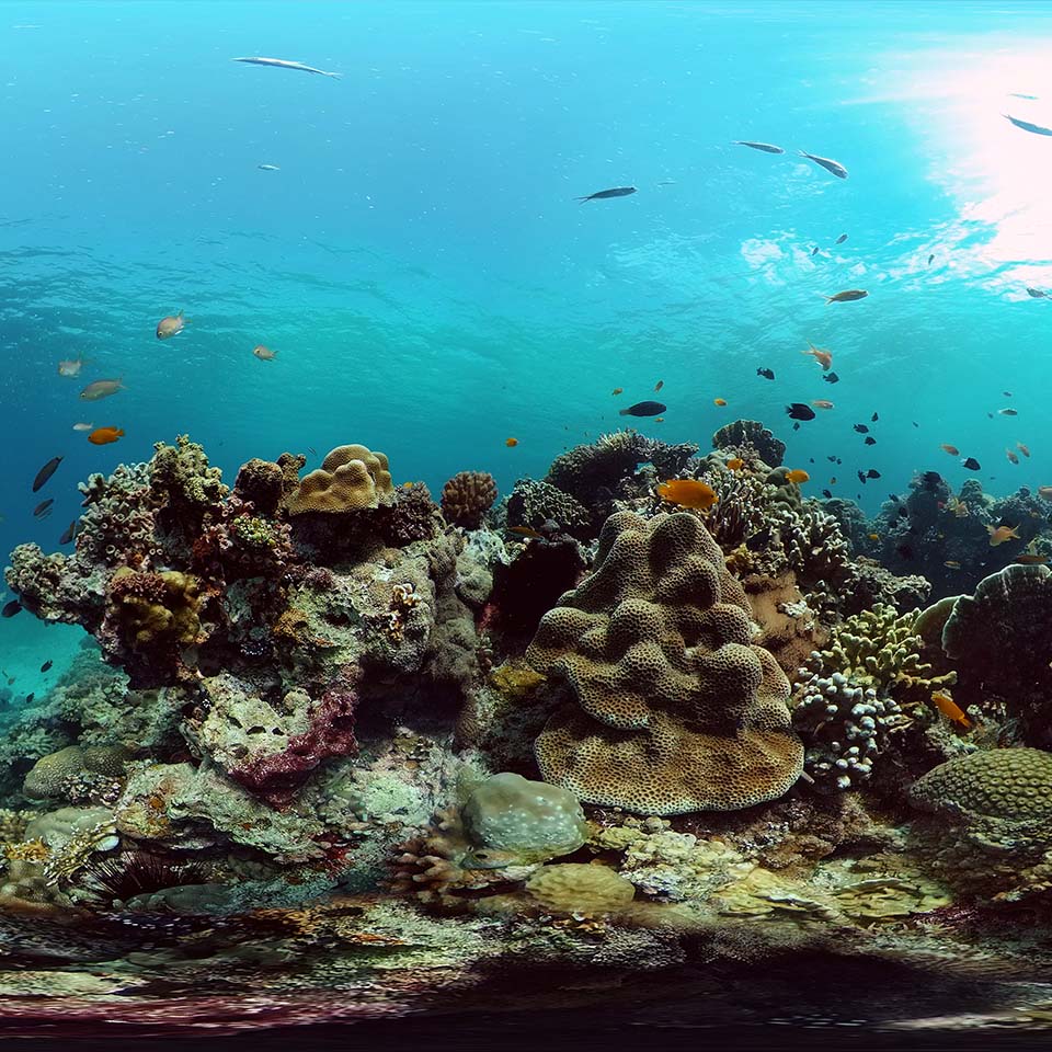 Barriera corallina tropicale e pesci sott'acqua. Coralli duri e molli.