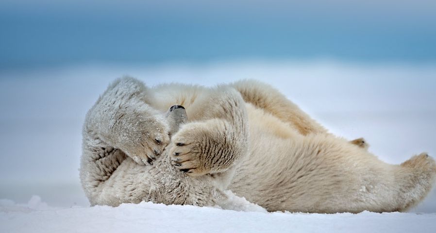 Ein Eisbär wälzt sich auf der zugefrorenen Beaufortsee, Point Barrow, Alaska