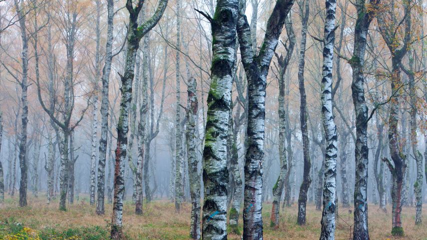 Weißbirkenwald (Betula pendula) im Herbstnebel, Deutschland