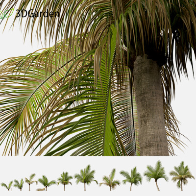 Beccariophoenix Alfredii - High Plateau Coconut Palm 03 3D Model