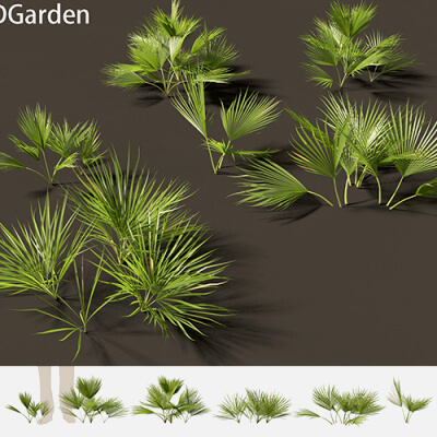 Chamaerops Humilis - Mediterranean Fan Palm 01 3D Model