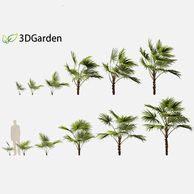 Chuniophoenix Hainanensis - Hainan Fan Palm 03 3D Model