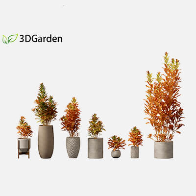 Codiaeum Variegatum - Croton 02 3D Model