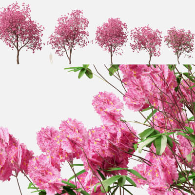 Handroanthus Impetiginosus – Pink Trumpet Tree 3D Model