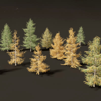 Larix Decidua - European Larch 3D Model