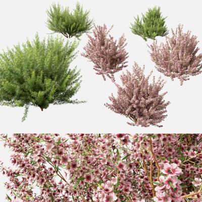 Leptospermum Scoparium - Manuka Myrtle 3D Model