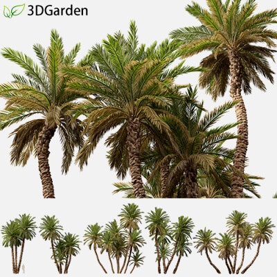 Phoenix Dactylifera - Date Palm 02 3D Model