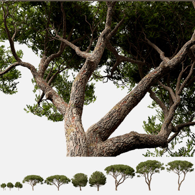 Pinus Pinea - Stone Pine 3D Model