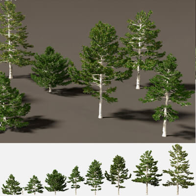 Pinus Strobus - Eastern White Pine 3D Model