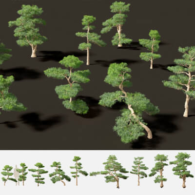 Podocarpus Macrophyllus - Buddhist Pine 02 3D Model