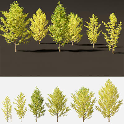 Populus Canadensis – Canadian Poplar 02 3D Model