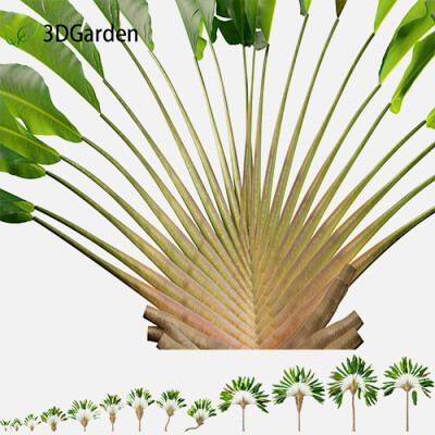 Ravenala Madagascariensis - Travelers Palm 3D Model