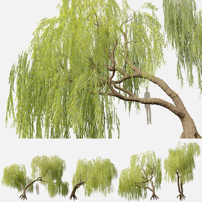 Salix Babylonica - Weeping Willow 06 3D Model