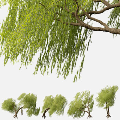 Salix Babylonica - Weeping Willow 10 3D Model