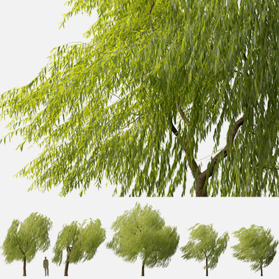 Salix Babylonica - Weeping Willow 11 3D Model