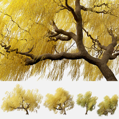 Salix Babylonica - Weeping Willow 17 3D Model