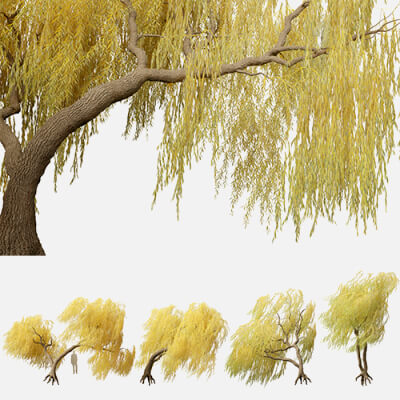 Salix Babylonica - Weeping Willow 18 3D Model