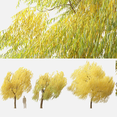 Salix Babylonica - Weeping Willow 19 3D Model