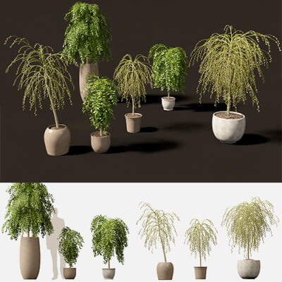 Salix Caprea 01 3D Model