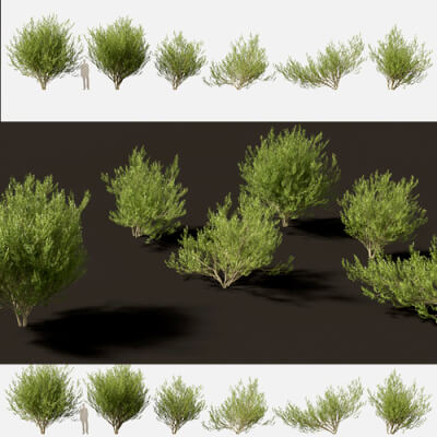 Salix Caprea 02 3D Model