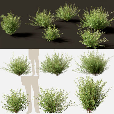 Salix Pentandra - The Bay Willow 02 3D Model