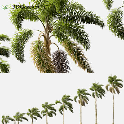 Syagrus Sancona - Columbian Foxtail Palm 02 3D Model