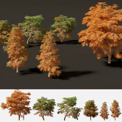 Taxodium Mucronatum - Montezuma Bald Cypress 01 3D Model