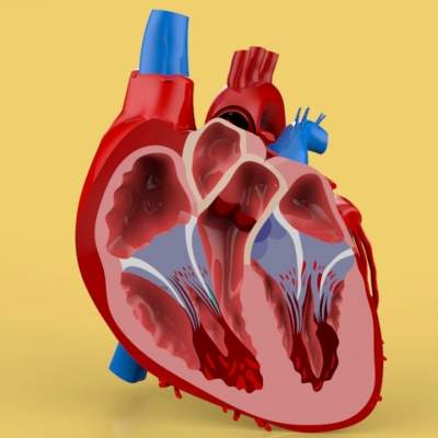 Human Heart Cross Section Anatomy 3D Model