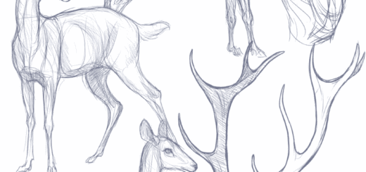 Deer drawing references