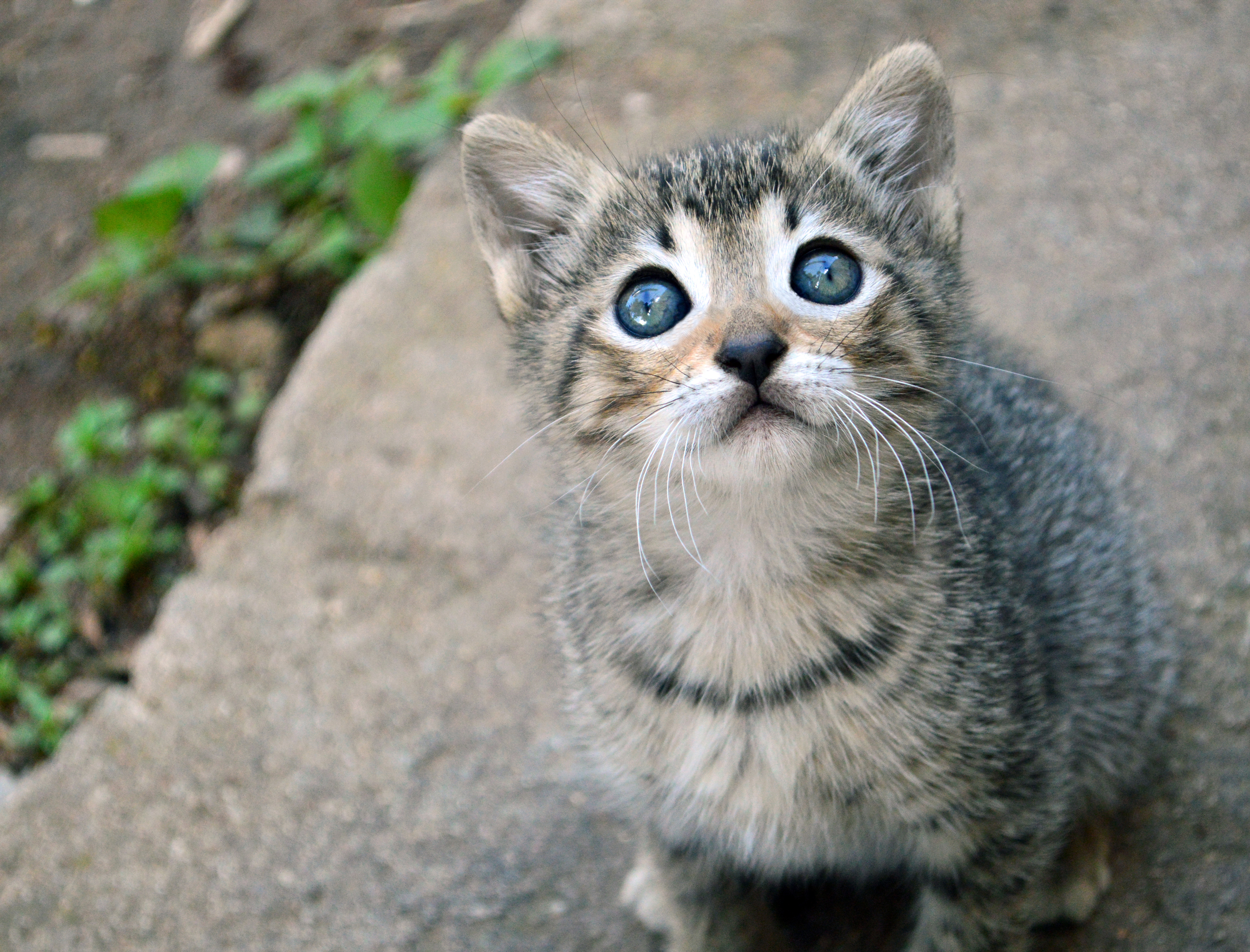 113894 télécharger le fond d'écran chat, animaux, minou, chaton, vue, opinion, agréable, chéri, enfant, additionner - économiseurs d'écran et images gratuitement