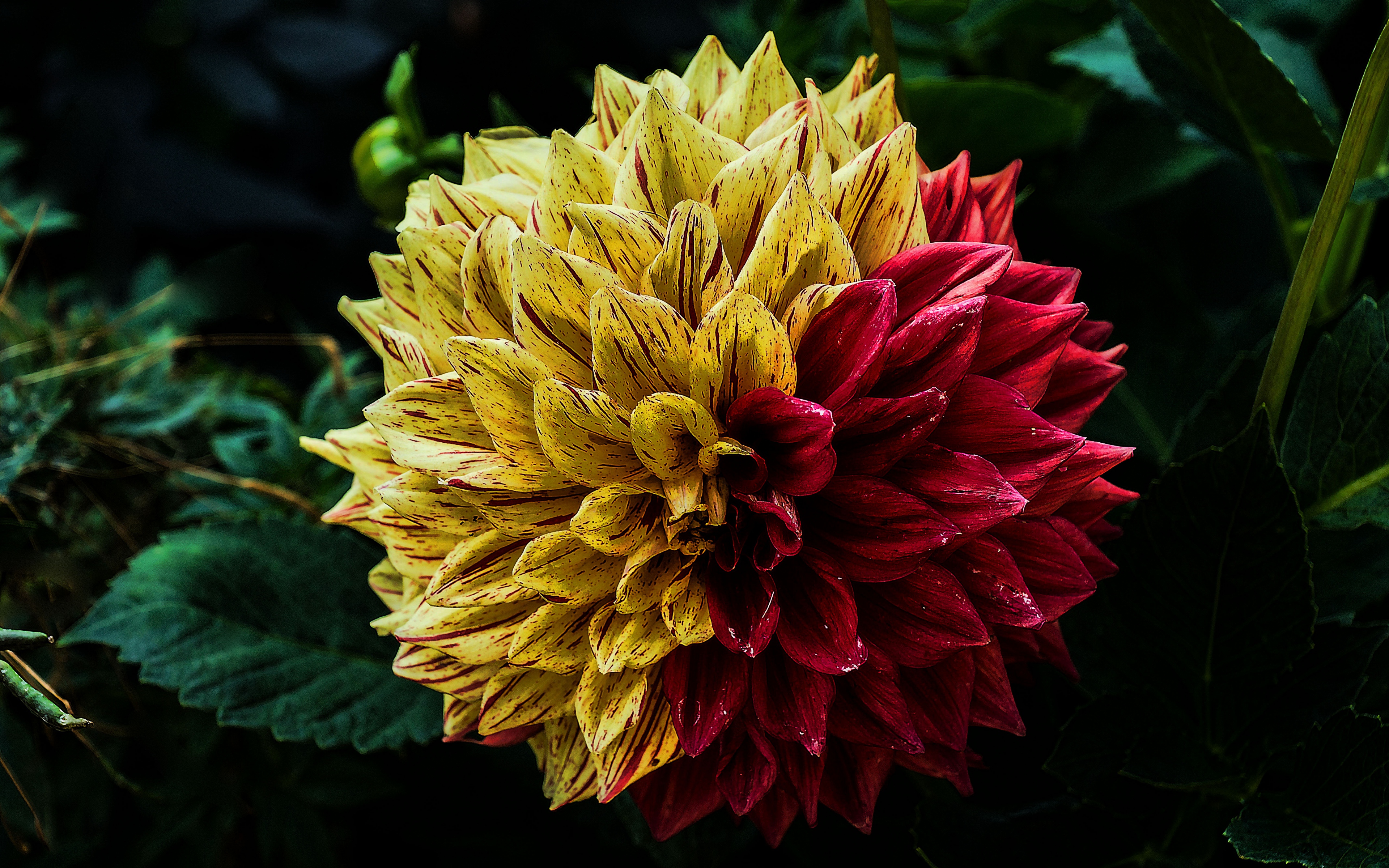 379060 télécharger le fond d'écran fleur rouge, fleur jaune, dahlia, terre/nature, fermer, fleur, fleurs - économiseurs d'écran et images gratuitement