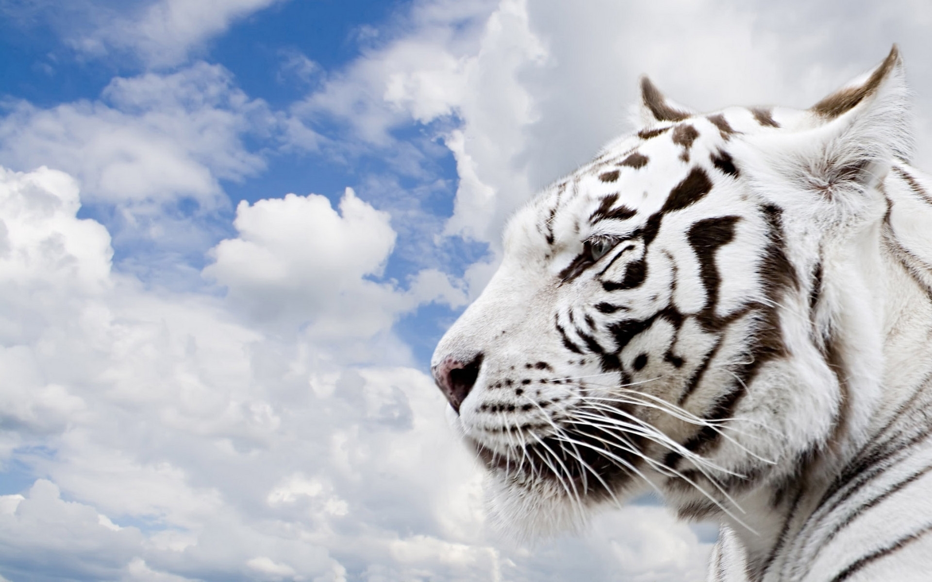 41328 Fonds d'écran et Animaux images sur le bureau. Téléchargez les économiseurs d'écran  sur PC gratuitement