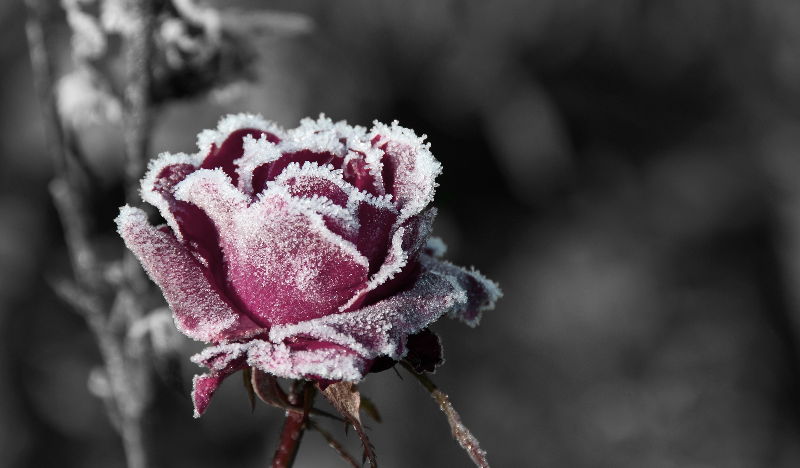 1469208 télécharger l'image gel, terre/nature, rose, rose rouge - fonds d'écran et économiseurs d'écran gratuits