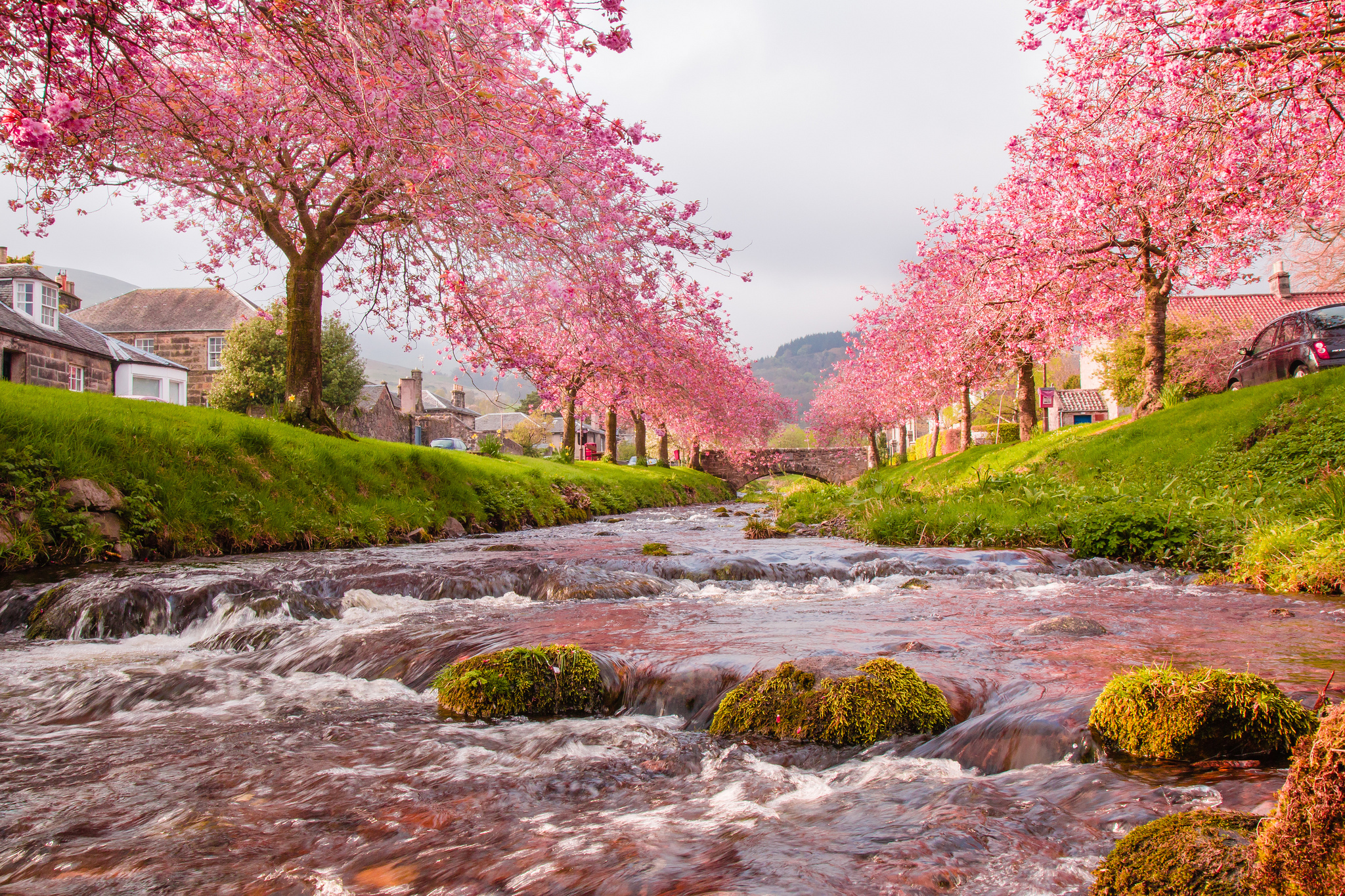 146275 télécharger l'image nature, rivières, pont, couler, sakura - fonds d'écran et économiseurs d'écran gratuits