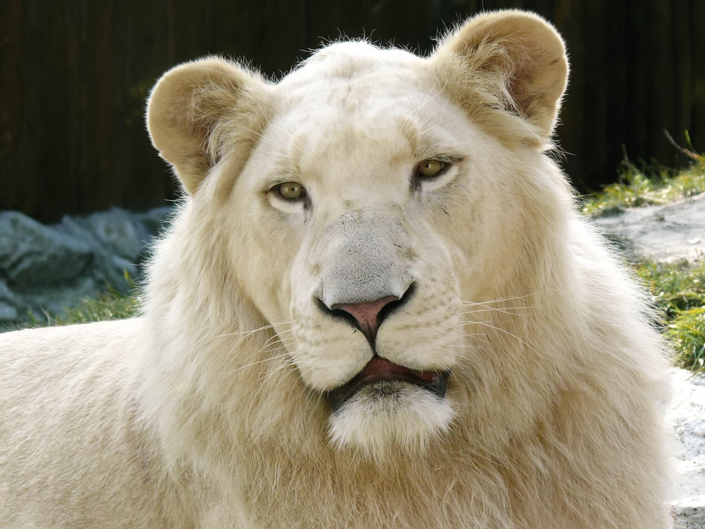 Télécharger des fonds d'écran Lions HD