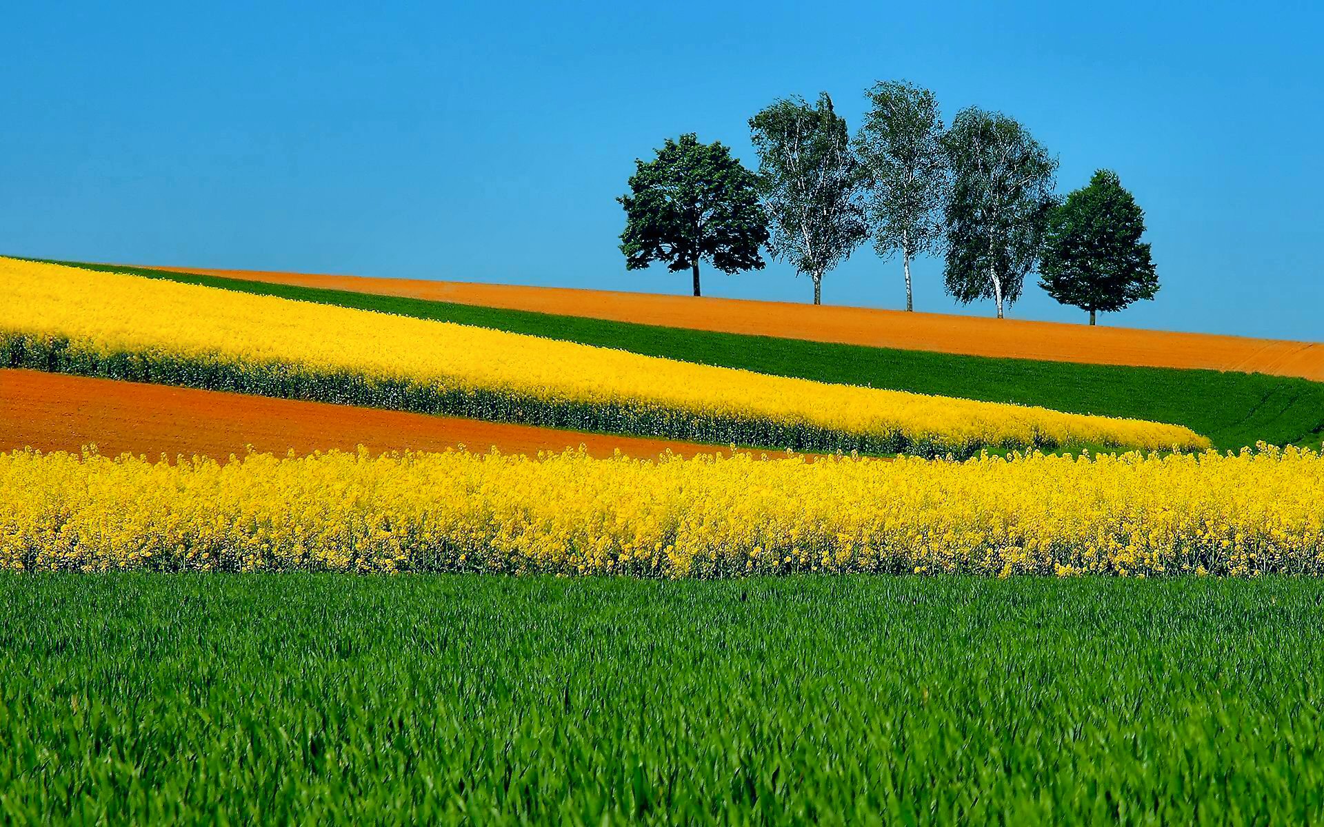 Meilleurs fonds d'écran Fleur Jaune pour l'écran du téléphone