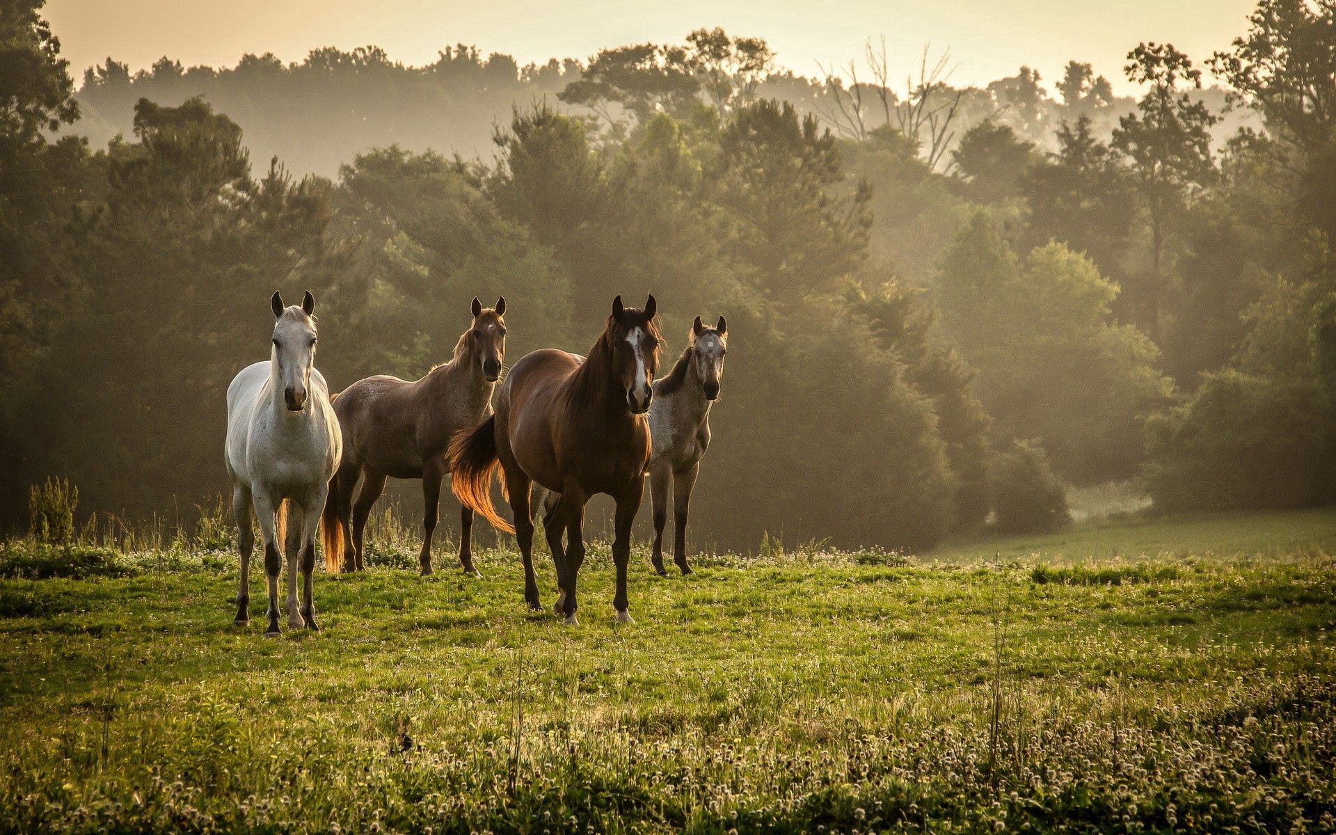 117981 télécharger l'image promenade, brouillard, arbres, chevaux, animaux, herbe, troupeau, flâner - fonds d'écran et économiseurs d'écran gratuits