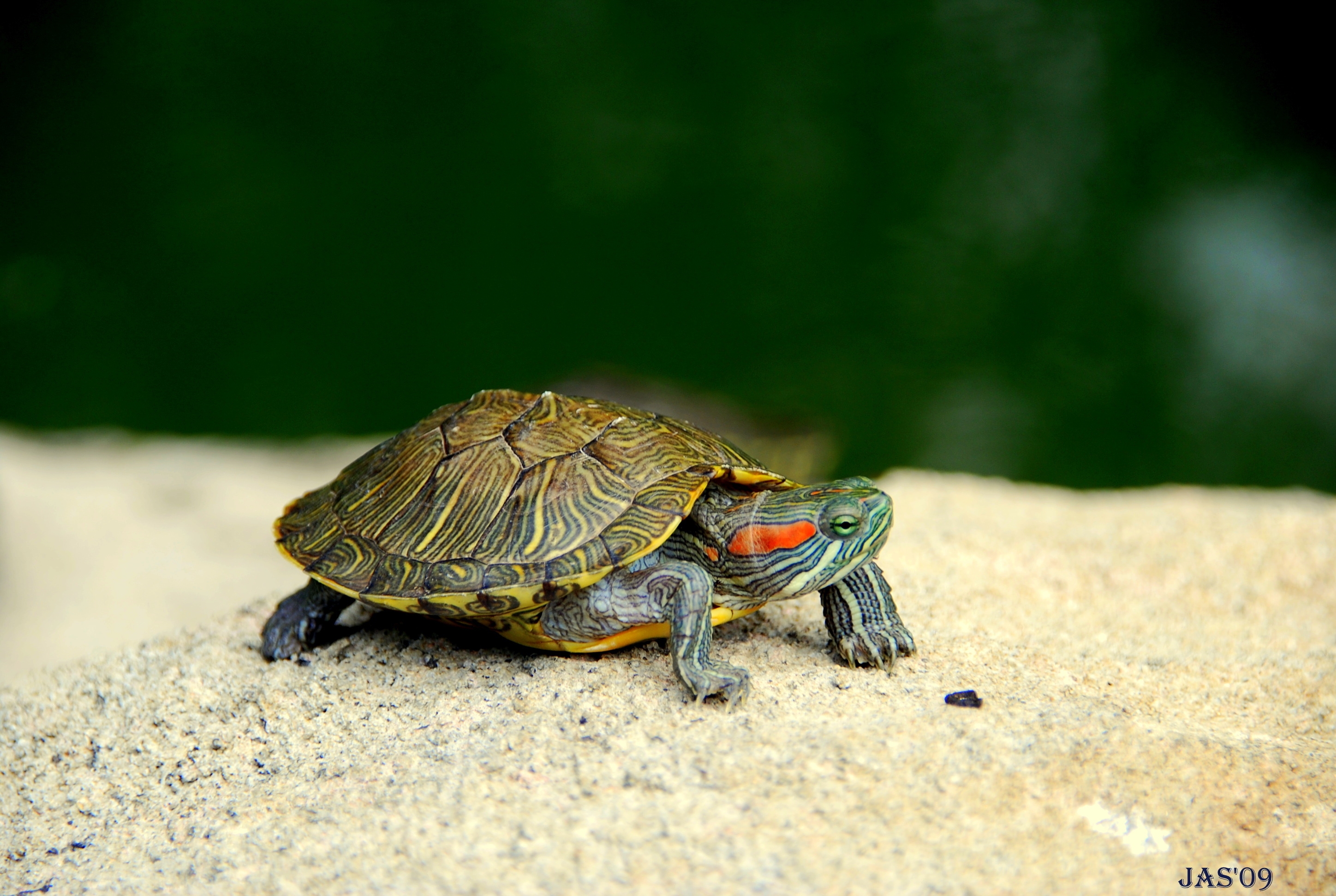 150622 télécharger l'image animaux, diriger, tête, pattes, carapace, coquille, tortue - fonds d'écran et économiseurs d'écran gratuits