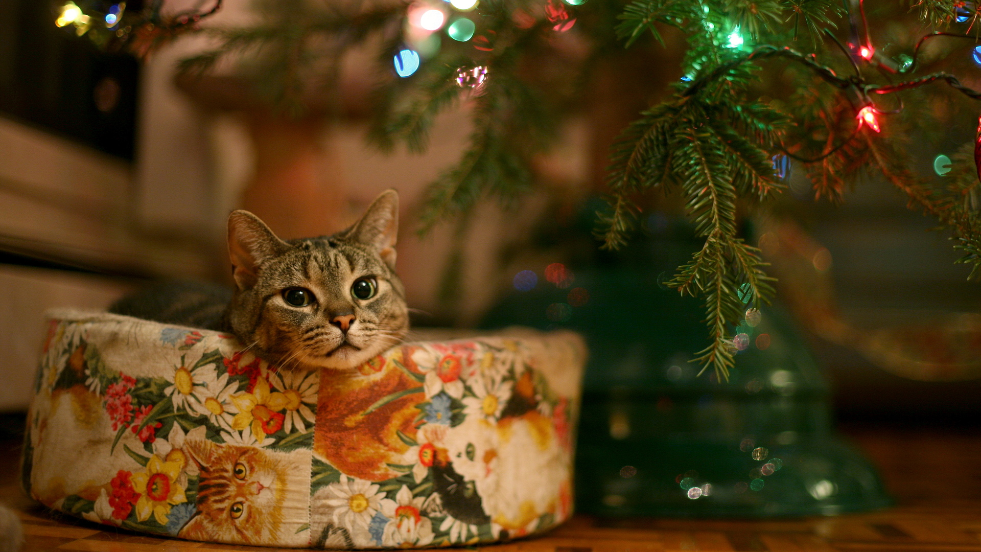 163004 télécharger l'image noël, lumières de noël, lumière, vacances, chat - fonds d'écran et économiseurs d'écran gratuits