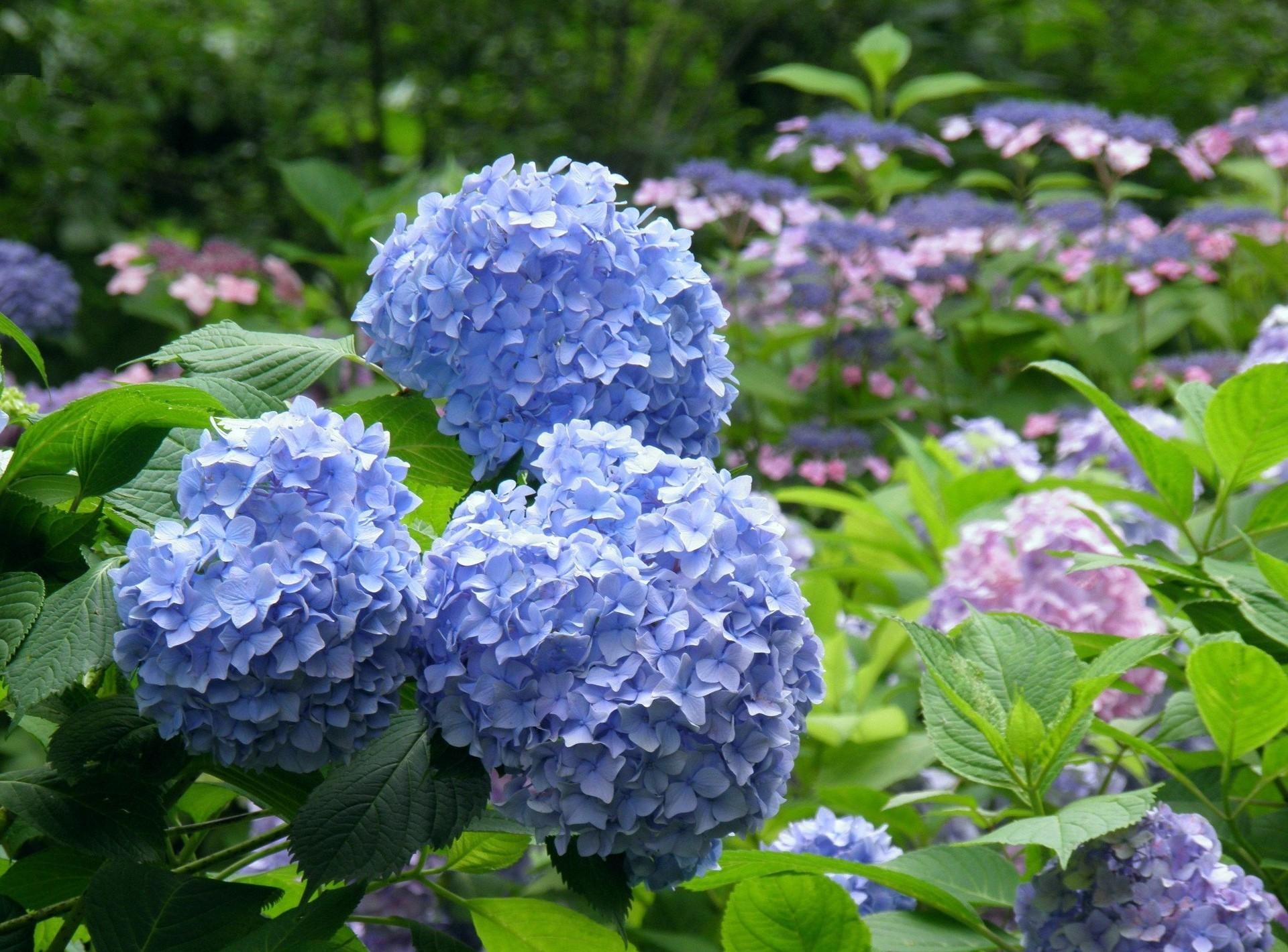 Télécharger des fonds d'écran Floraison HD