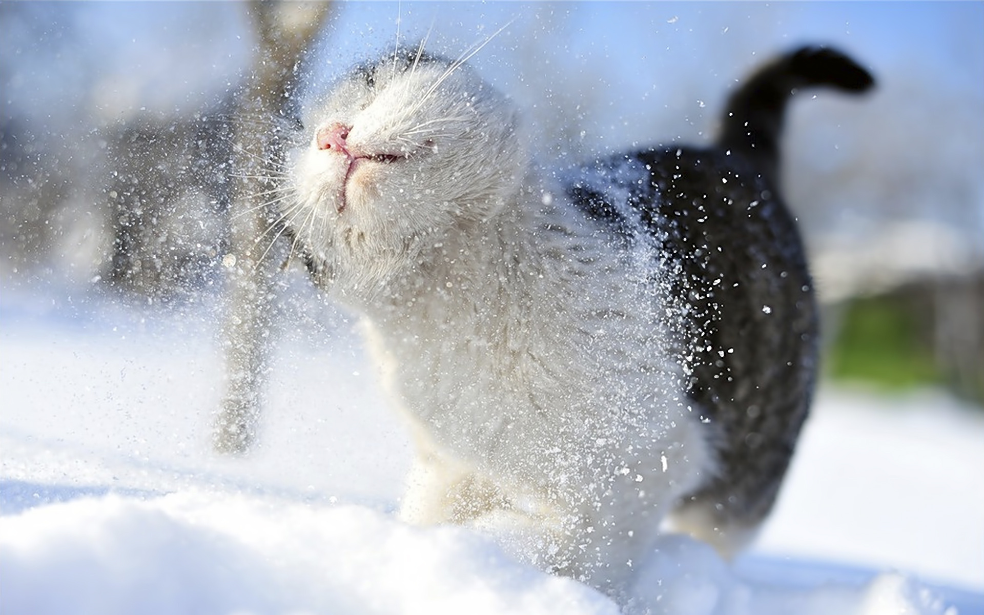 165310 descargar imagen nieve, animales, gato, gatos: fondos de pantalla y protectores de pantalla gratis