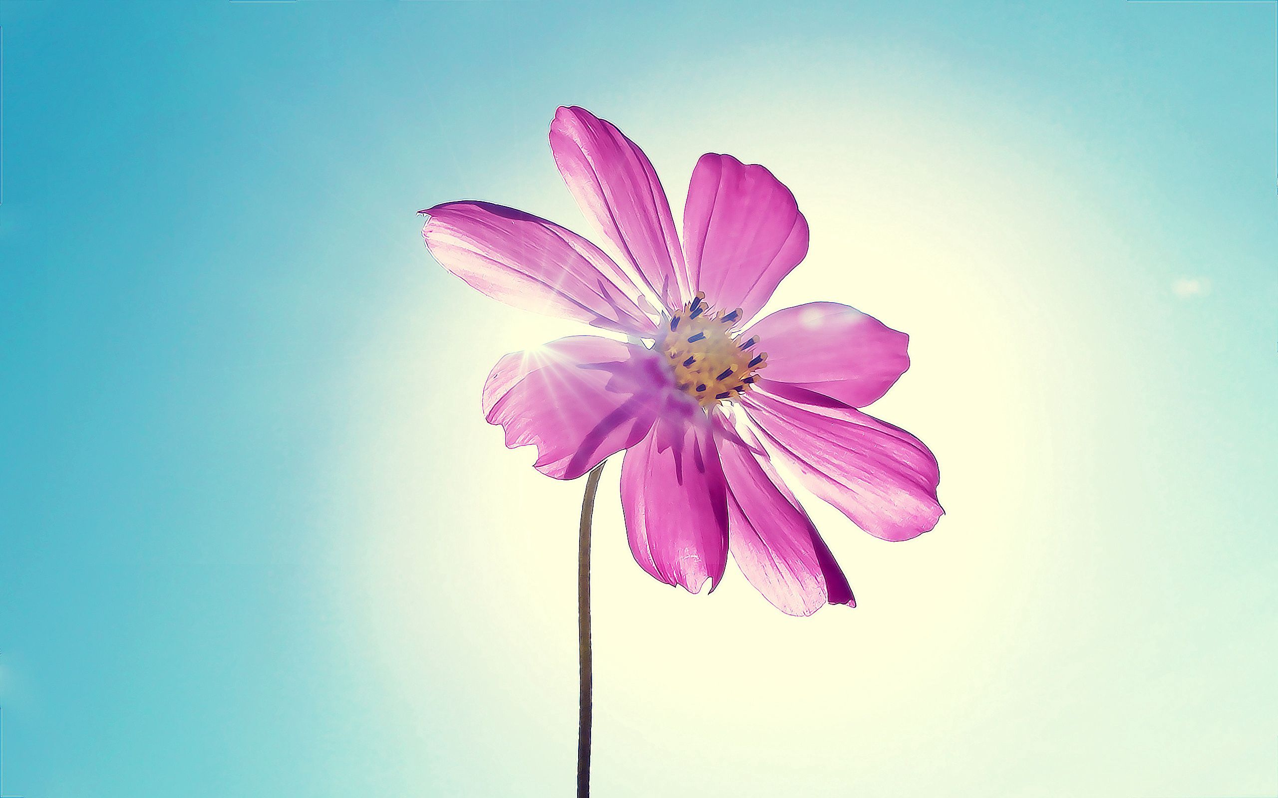 147807 télécharger le fond d'écran fleur, sky, macro, kosmeya, cosmos - économiseurs d'écran et images gratuitement