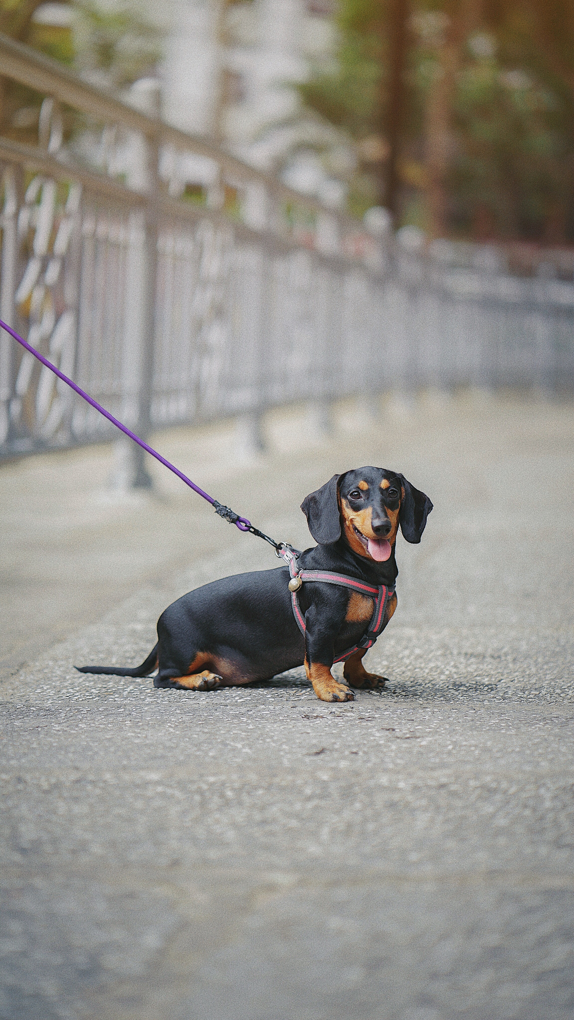 84542 Fondos de pantalla e Dachshund imágenes en el escritorio. Descarga protectores de pantalla  en tu PC gratis