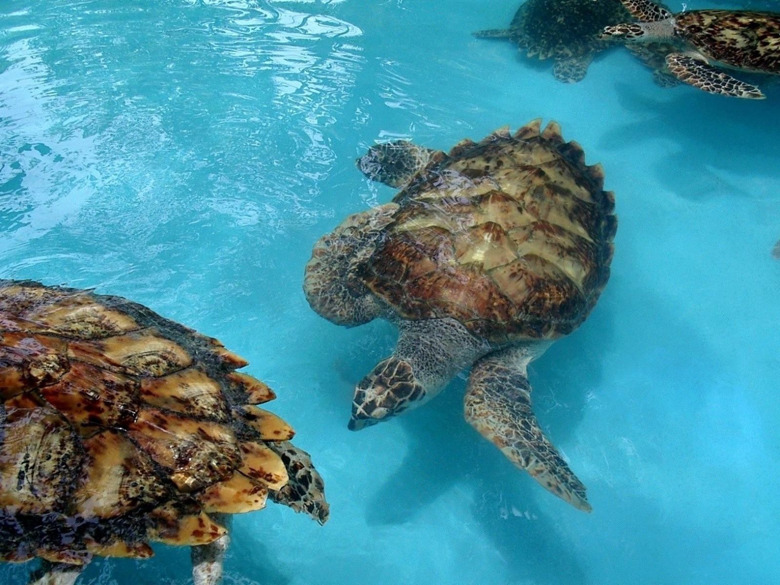 142153 télécharger l'image animaux, tortues, mer, famille, parcelle, beaucoup - fonds d'écran et économiseurs d'écran gratuits