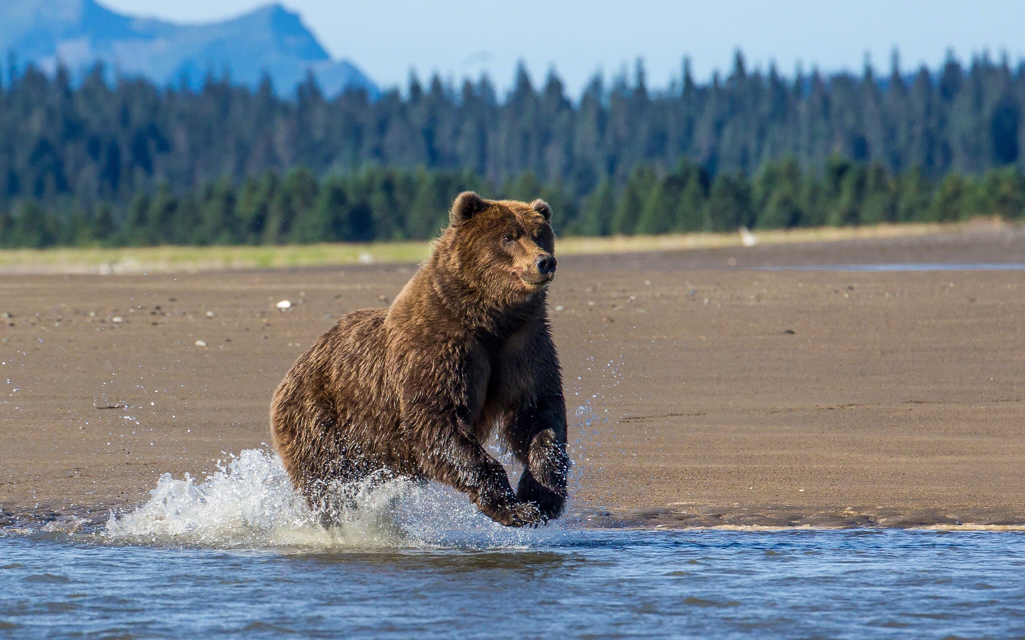 311858 Fonds d'écran et Animaux images sur le bureau. Téléchargez les économiseurs d'écran  sur PC gratuitement