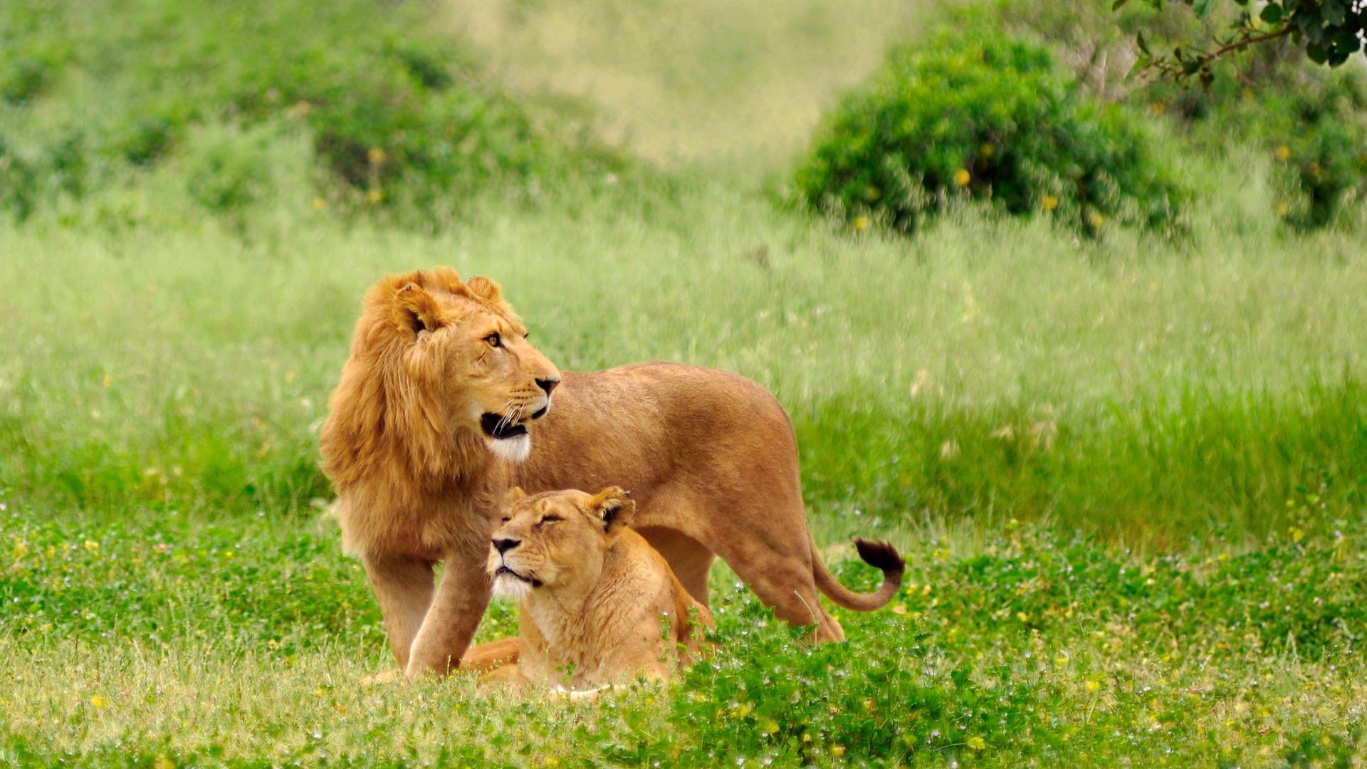 79184 télécharger l'image coupler, animaux, herbe, paire, se coucher, mensonge, un lion, lion, lionne, prédateurs - fonds d'écran et économiseurs d'écran gratuits