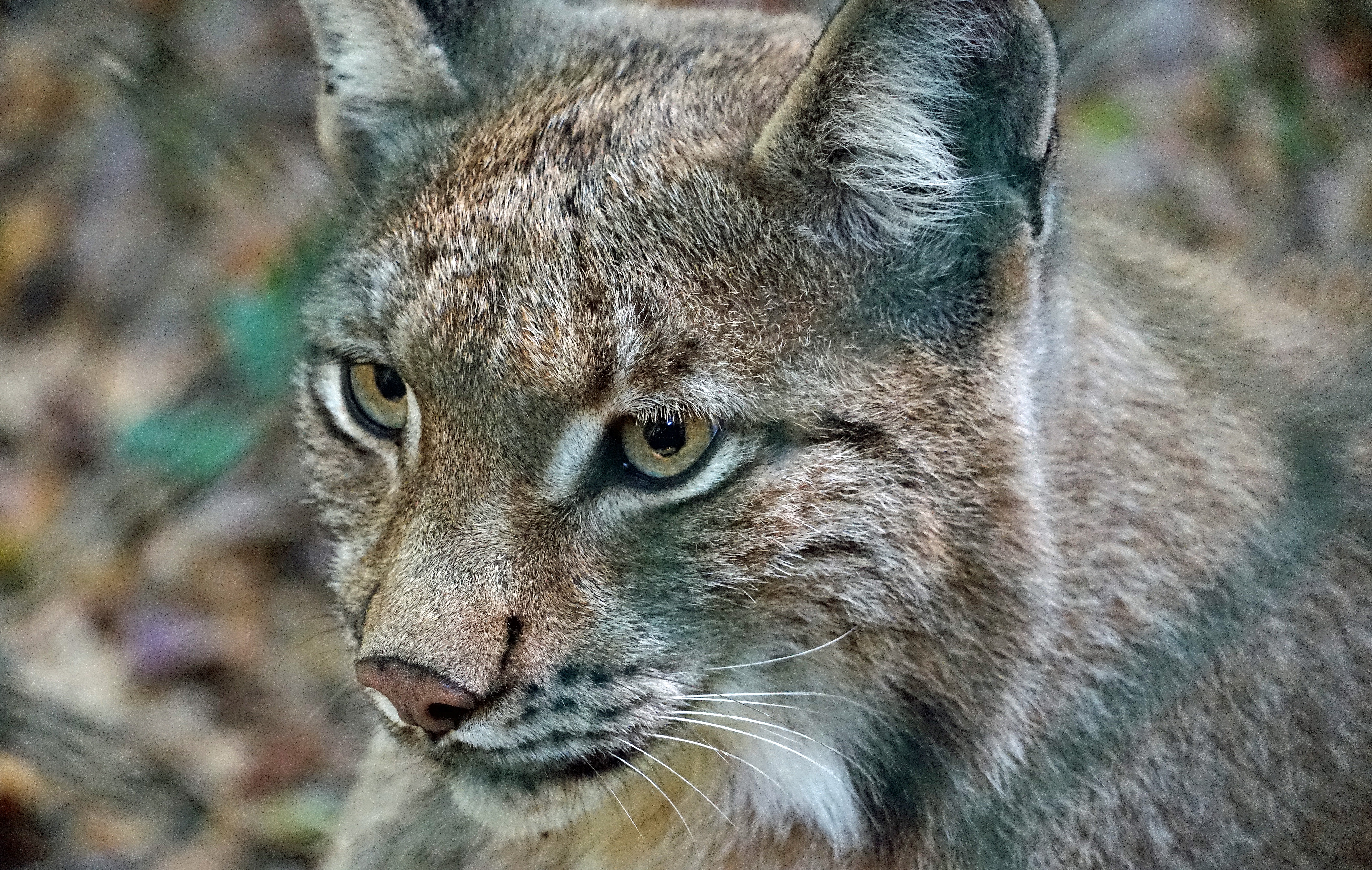 146517 Fondos de pantalla e Gato Salvaje imágenes en el escritorio. Descarga protectores de pantalla  en tu PC gratis