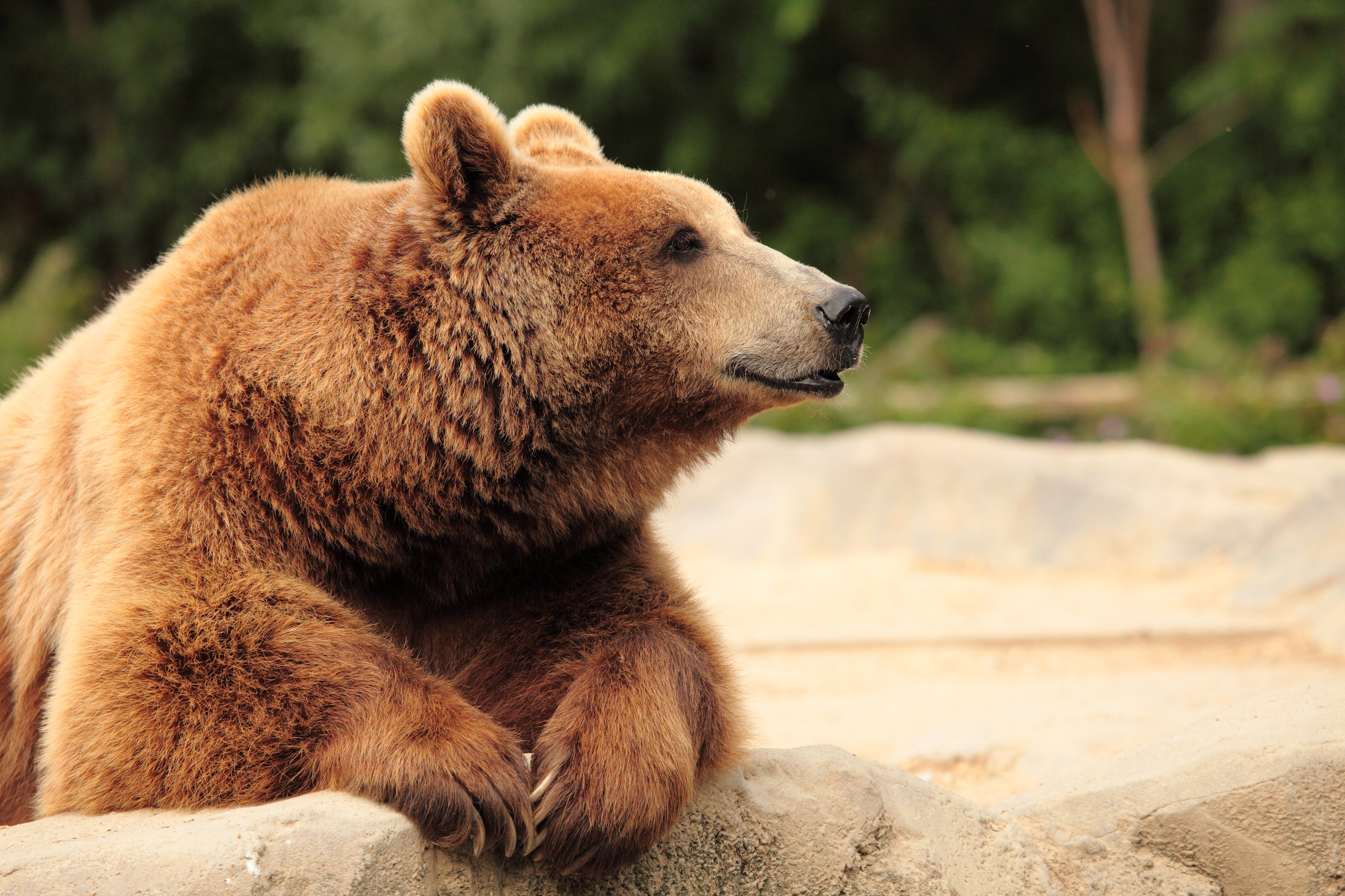 1525786 économiseurs d'écran et fonds d'écran Ours Brun sur votre téléphone. Téléchargez  images gratuitement